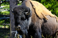 Yellowstone 2012