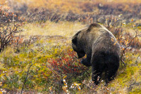 Denali 2012